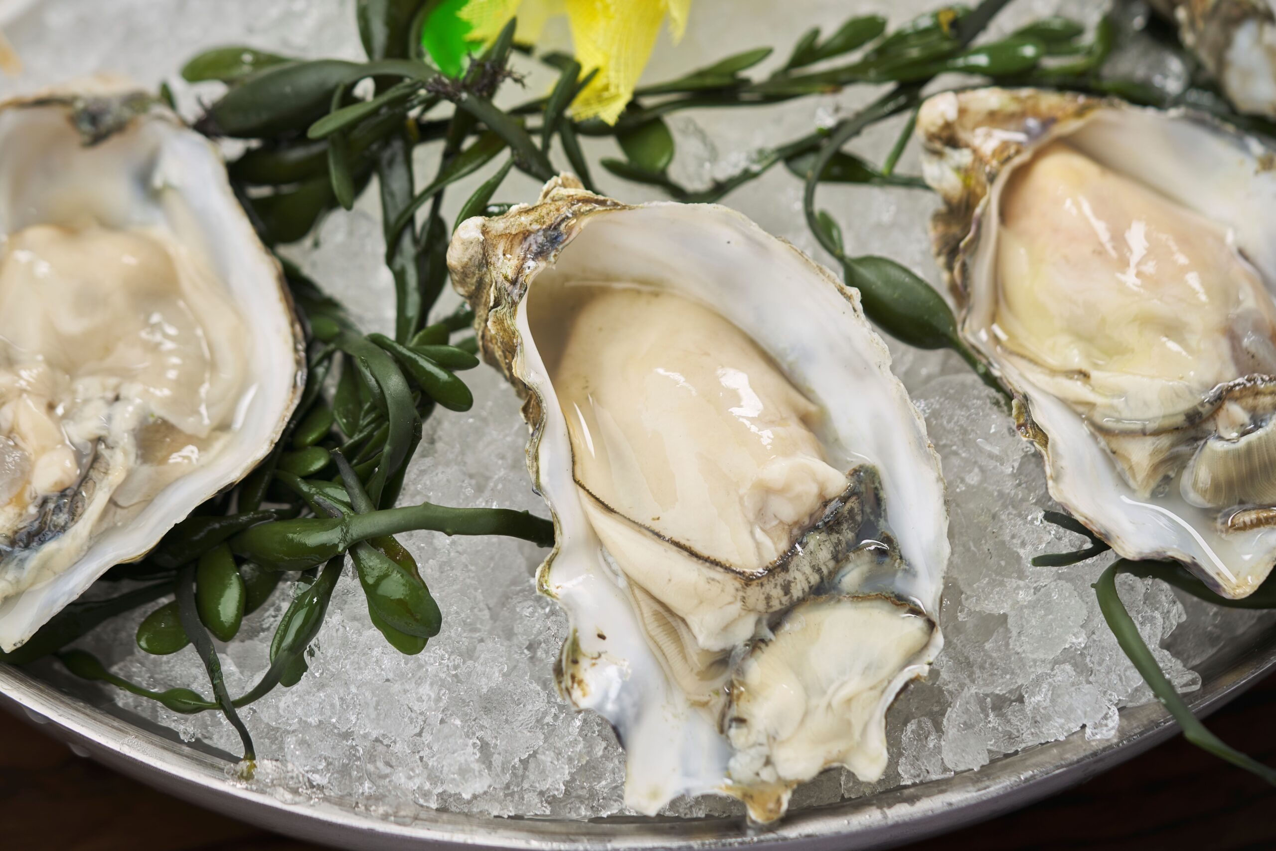 Fresh oysters on the half shell presented on crushed ice with seaweed