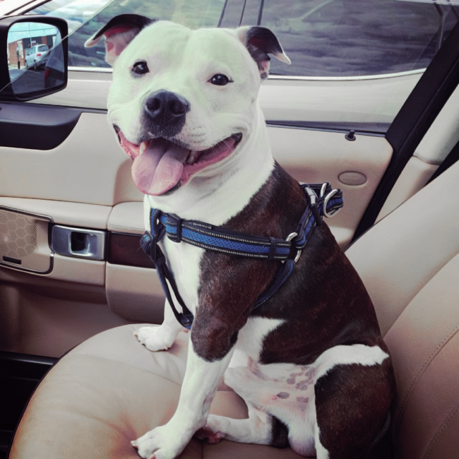A happy black-and-white dog sits in the passenger seat of a car, wearing a blue harness and looking toward the camera with its tongue out, appearing excited and content.